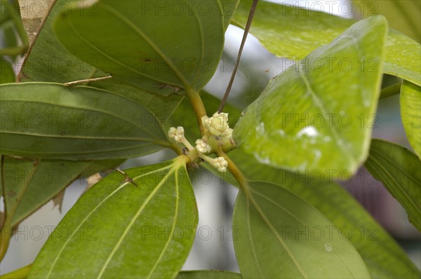 Ceylon Cinnamon Tree