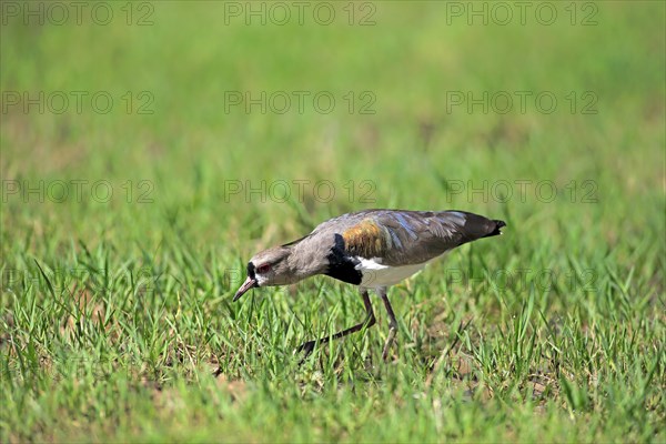 Southern lapwing