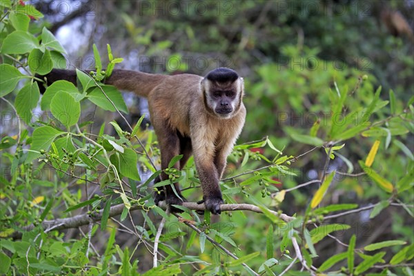 Brown Capuchin