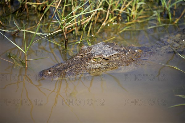 Saltwater crocodile