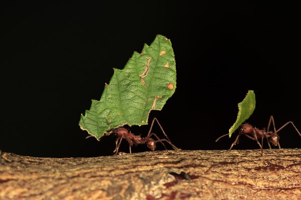 Leafcutter ant