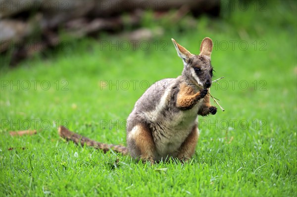 Yellow-footed rock wallaby