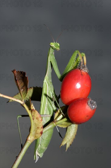 Praying mantis