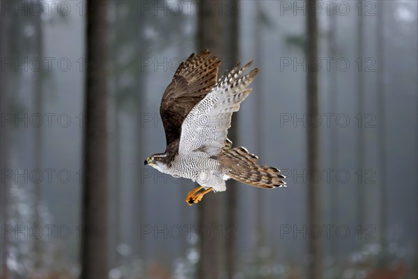 Northern goshawk