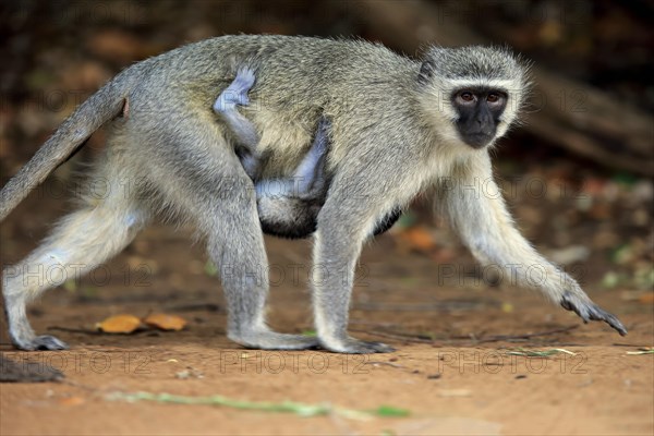 Vervet monkey