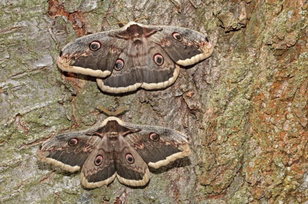 Viennese Moth Peacock