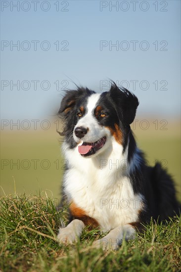 Australian Shepherd