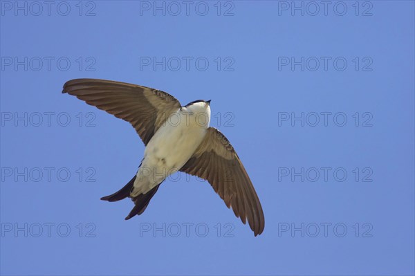 Common house martins