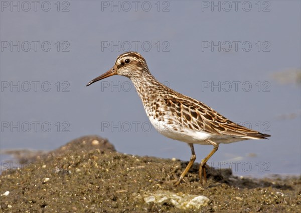 Marsh Sandpiper