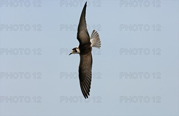 White-winged Black Tern