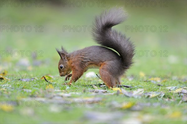 Eurasian red squirrel