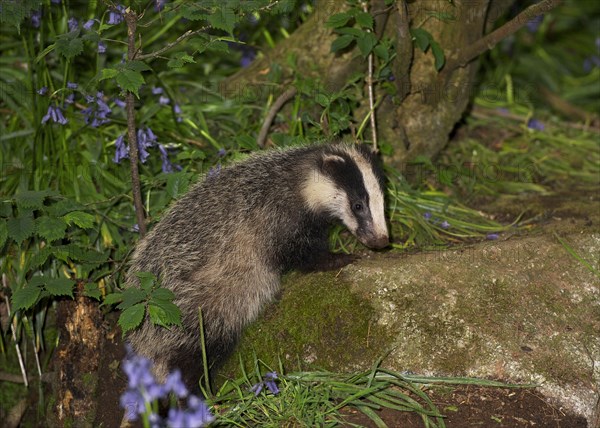 Eurasian Badger