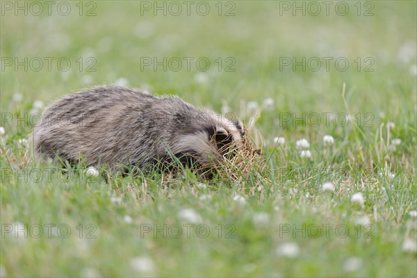 Eurasian Badger