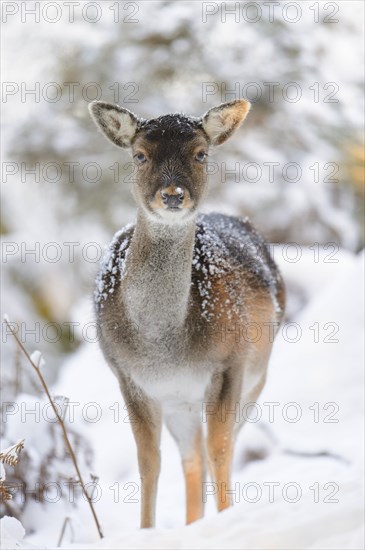 Fallow Deer