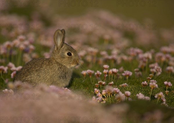 European rabbit