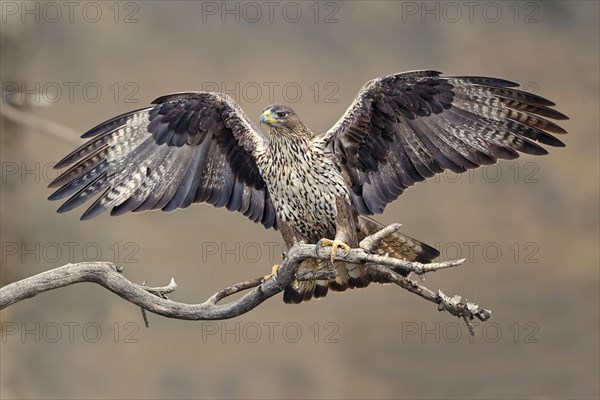 Bonelli's Eagle