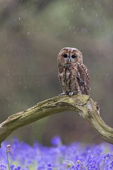 Tawny owl