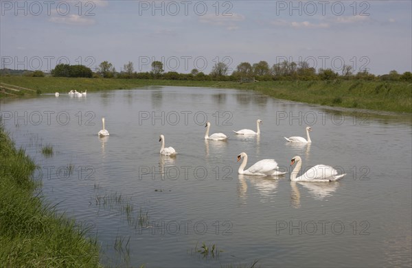 Mute Swan