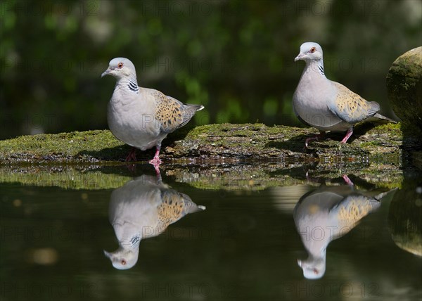 Eurasian Turtle-dove