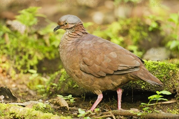 White-throated Quail-dove