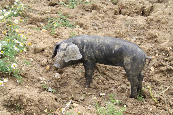 Domestic Pig