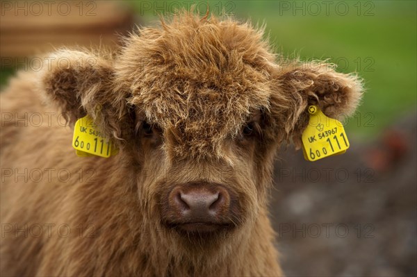 Highland Cattle