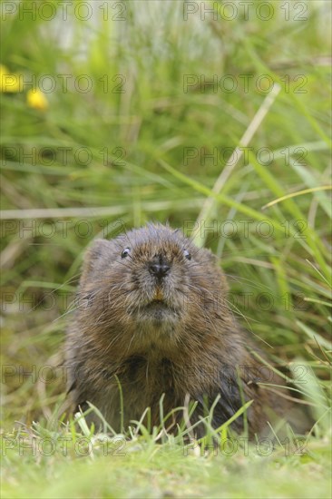 Eastern vole