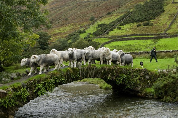 Domestic Sheep