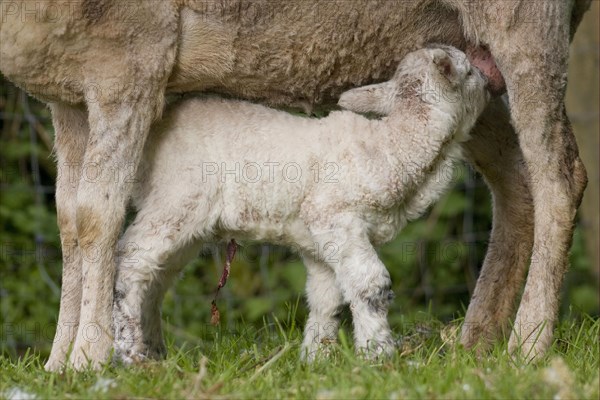 Domestic Sheep