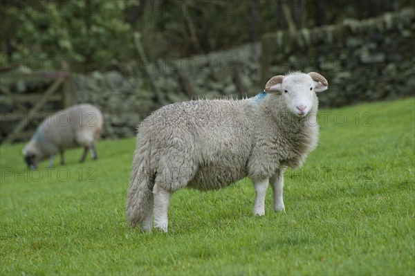 Domestic Sheep