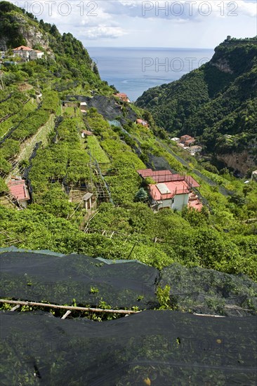 Lemon groves with some trees protected with nets against excessive sunlight and sunburn