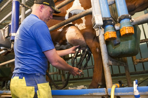 Dairy farmer in the milking parlour