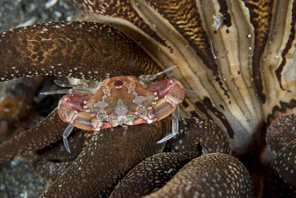 Swimming crab