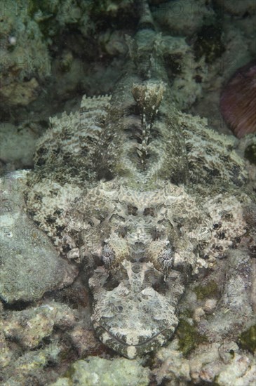 Brown-headed Flathead