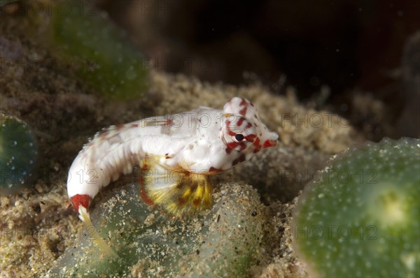 Moyer's dragonet