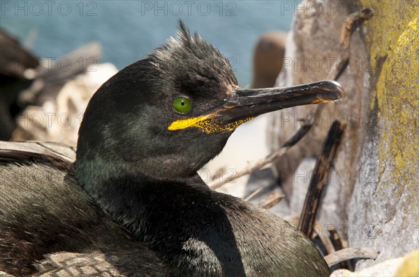 European Shag