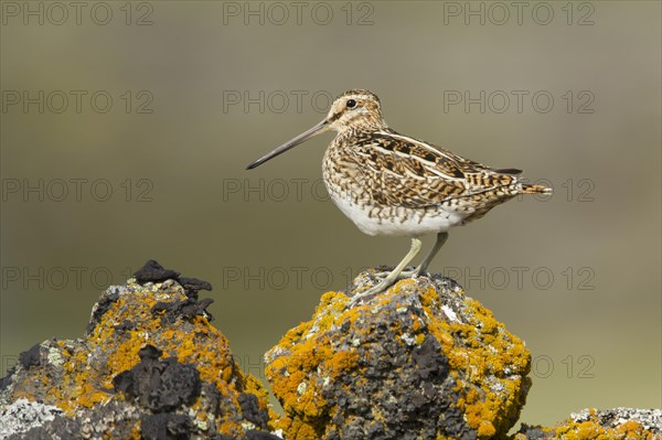 Common Snipe