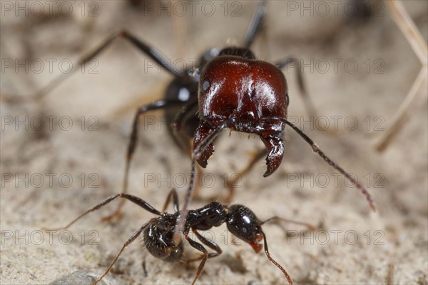 Harvester ant