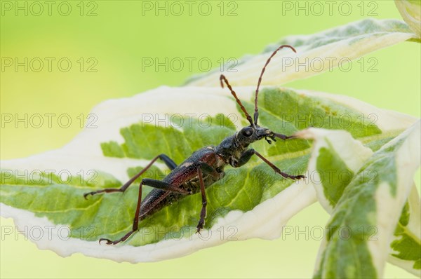 Two-banded Longhorn Beetle