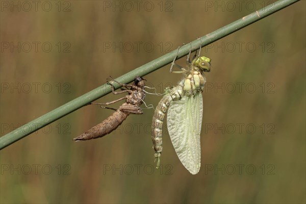 Southern hawkers