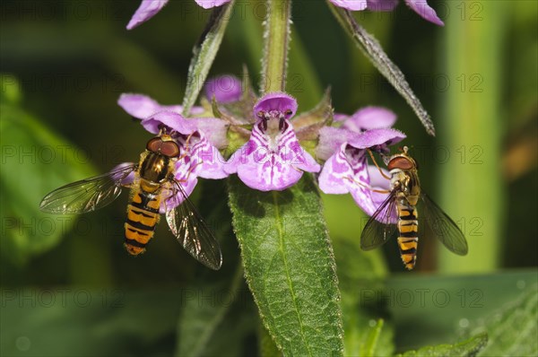 Marmalade hoverfly