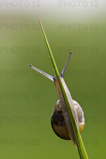 Hain snail