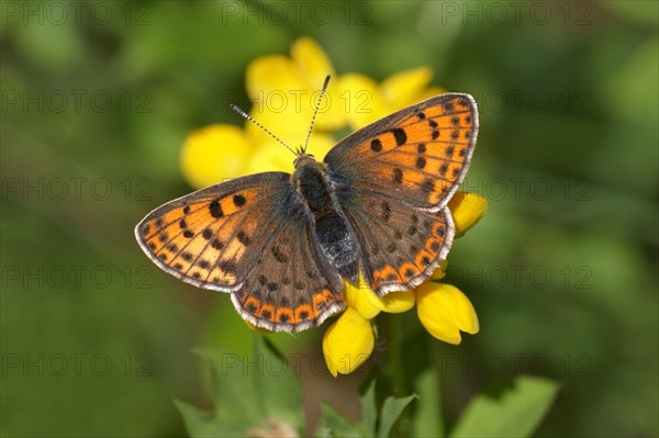 Purple-shot Copper