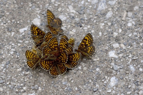 Heath fritillary