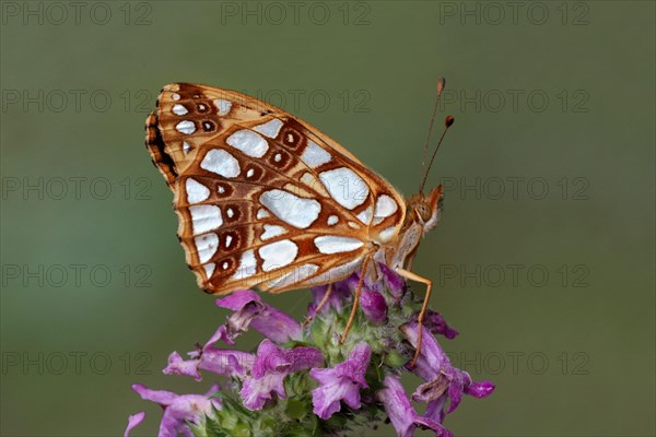 Queen of Spain Fritillary