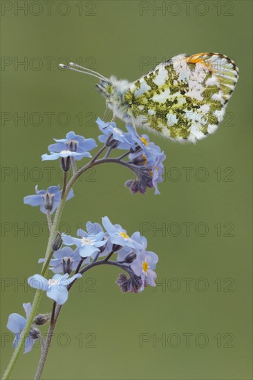 Orange tip