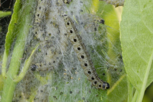 Spindle Ermine