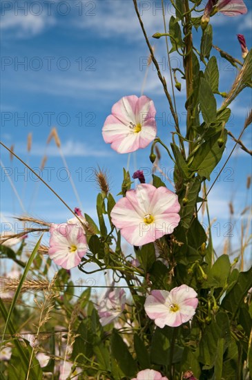 Field Bindweed