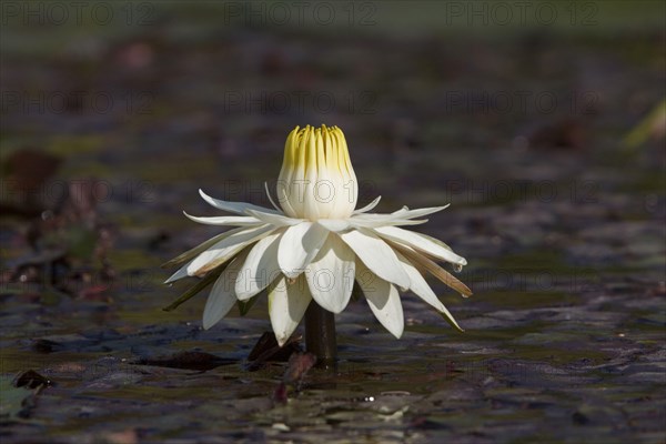 Lotus