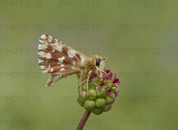 Red Underwing Skipper